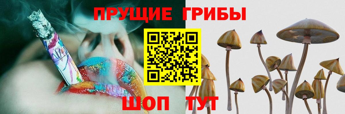 Галлюциногенные грибы Psilocybe Пугачёв